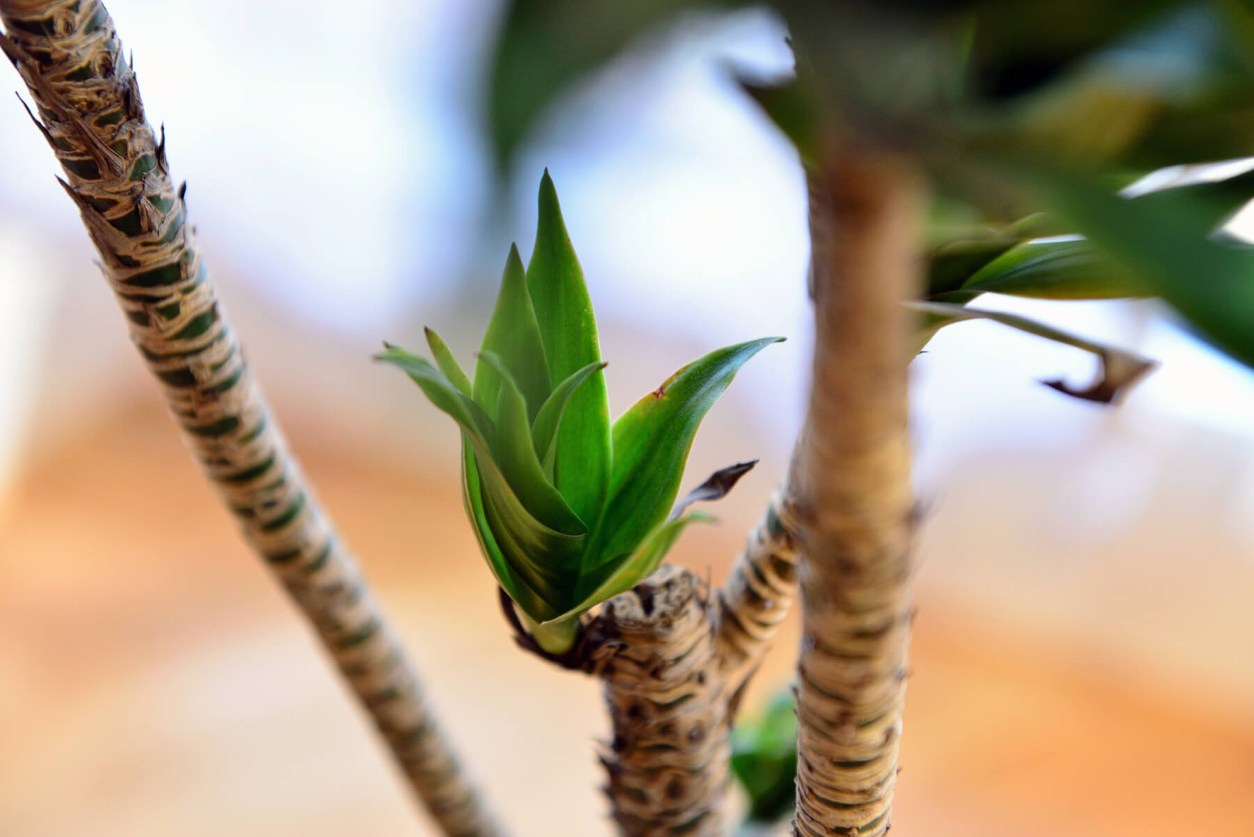 【植物日記】夢工房ショールームの観葉植物をご紹介！写真8