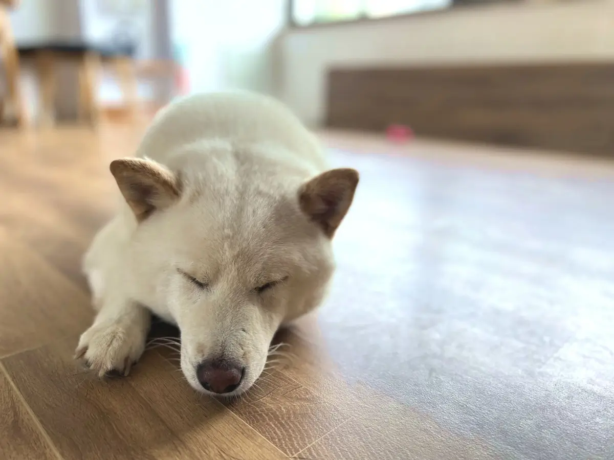 犬に優しい床